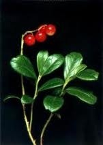 Arbutin Natural Skin Lightener
