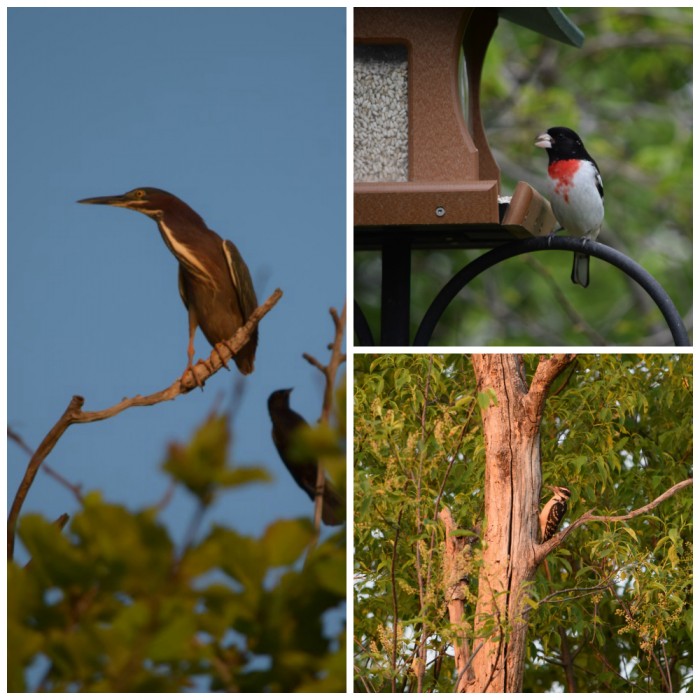 bird watching