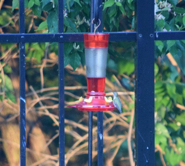 hummingbird