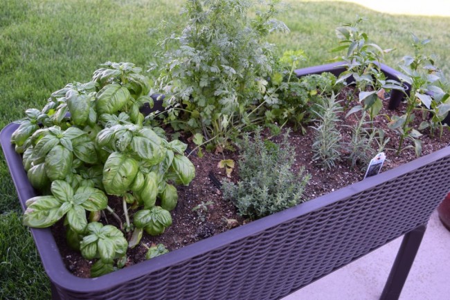 herb garden